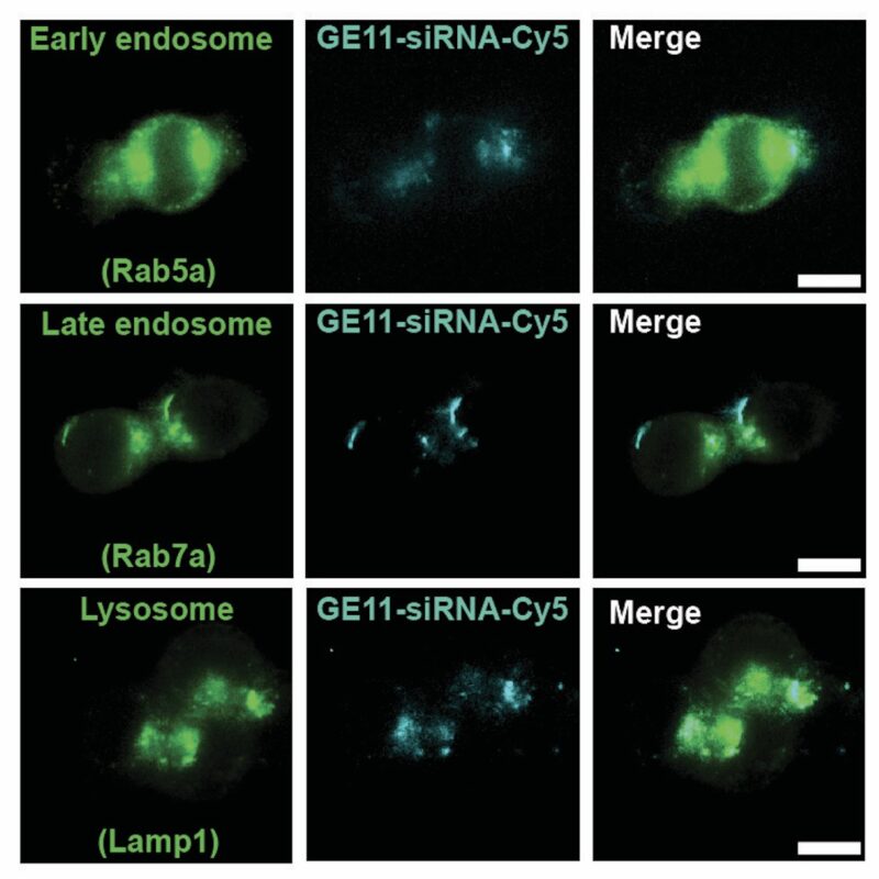Chad Pecot: A First-in-Class EGFR-Directed KRAS G12V Selective Inhibitor