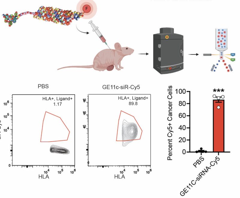 Chad Pecot: A First-in-Class EGFR-Directed KRAS G12V Selective Inhibitor