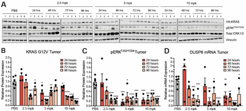 Chad Pecot: A First-in-Class EGFR-Directed KRAS G12V Selective Inhibitor