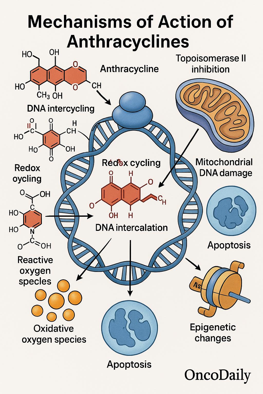 Mechanisms of action 