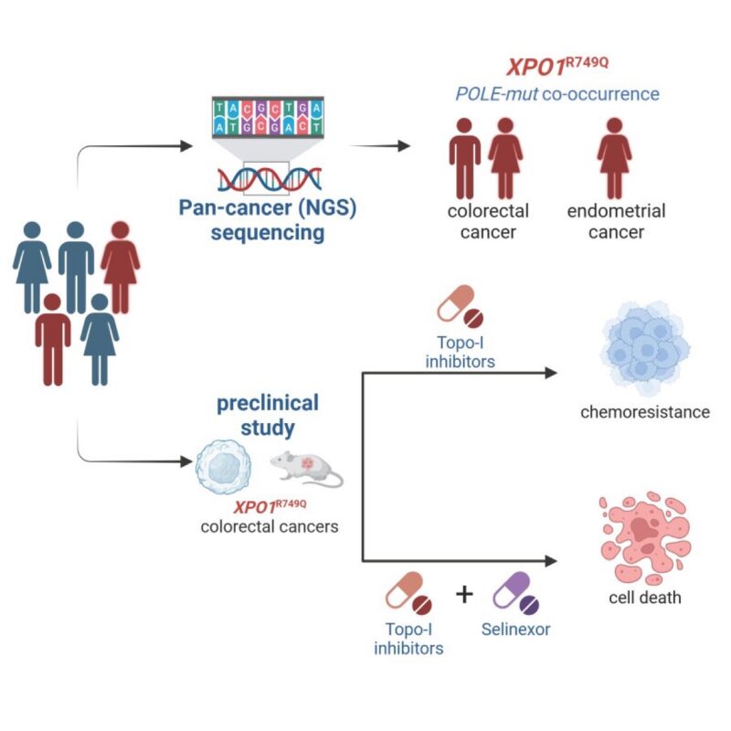 Justin Taylor: Happy to Share Our Latest Paper on XPO1 R749Q Mutations Online Ahead of Print in Cancer Research