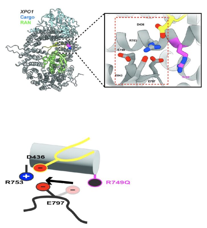 Justin Taylor: Happy to Share Our Latest Paper on XPO1 R749Q Mutations Online Ahead of Print in Cancer Research