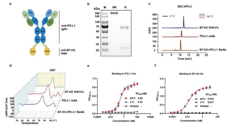 Raffaele Colombo: Preclinical development of DB-1419 published on Clinical Cancer Research AACR