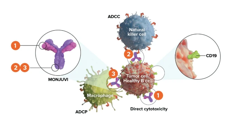 tafasitamab-cxix (MONJUVI) mechanism of action on oncodaily