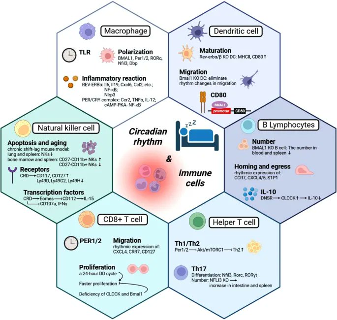 Brandon Luu: Circadian Biology May be the Next Frontier in Cancer Care