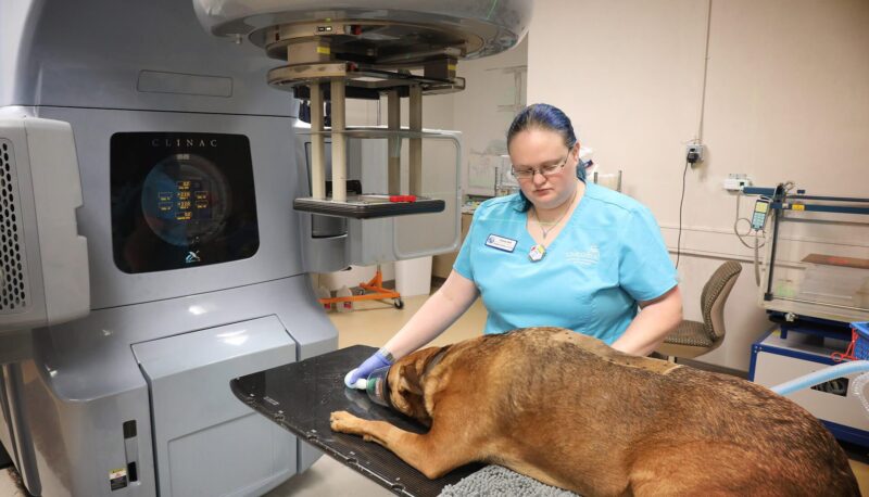 Cancer in dogs radiotherapy