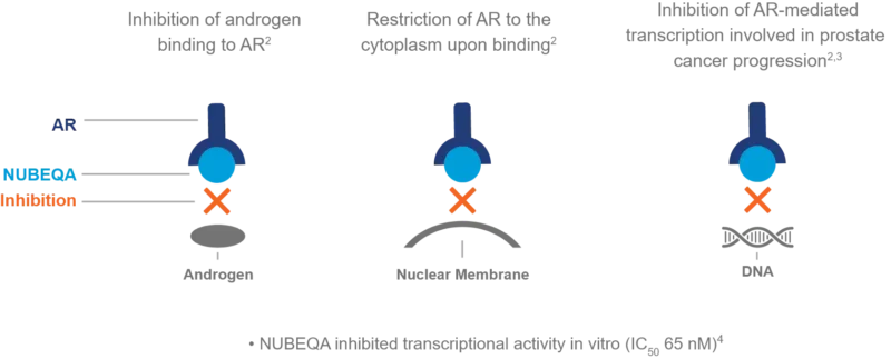 darolutamide mechanism of action on OncoDaily
