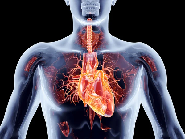 Cardio-Oncology in Focus