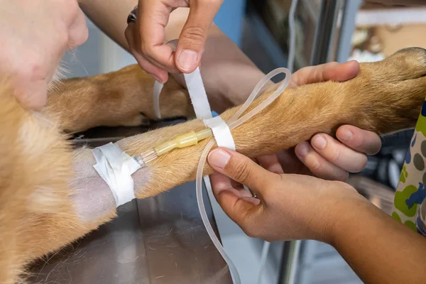 Cancer in Dogs