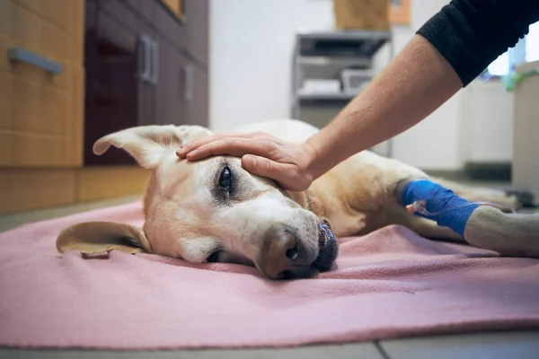 Cancer in dogs