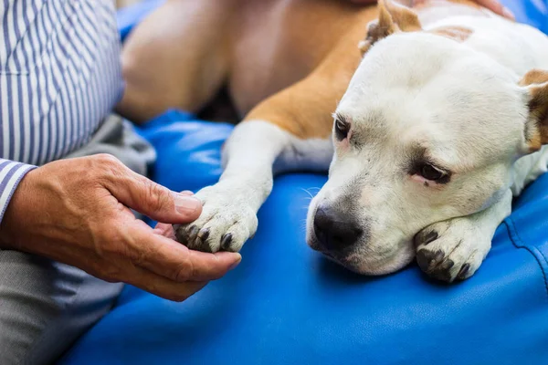 Cancer in dogs