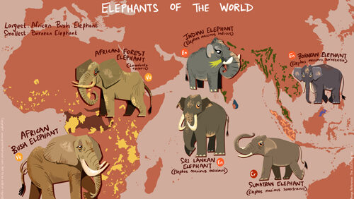 What Do Elephants Have to Do With the SIOP Global Mapping Programme?