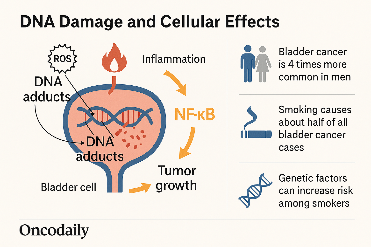 Smoking and Bladder Cancer