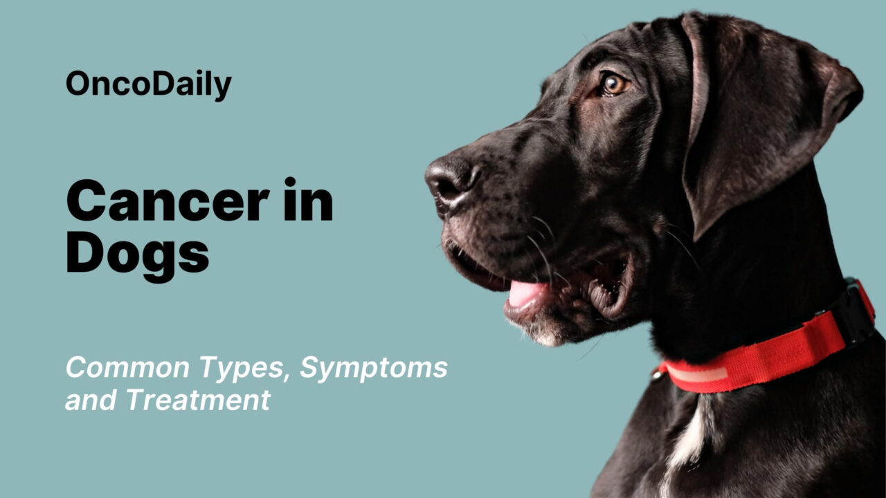 Cancer in Dogs: Common Types, Symptoms, Diagnosis, and Treatment