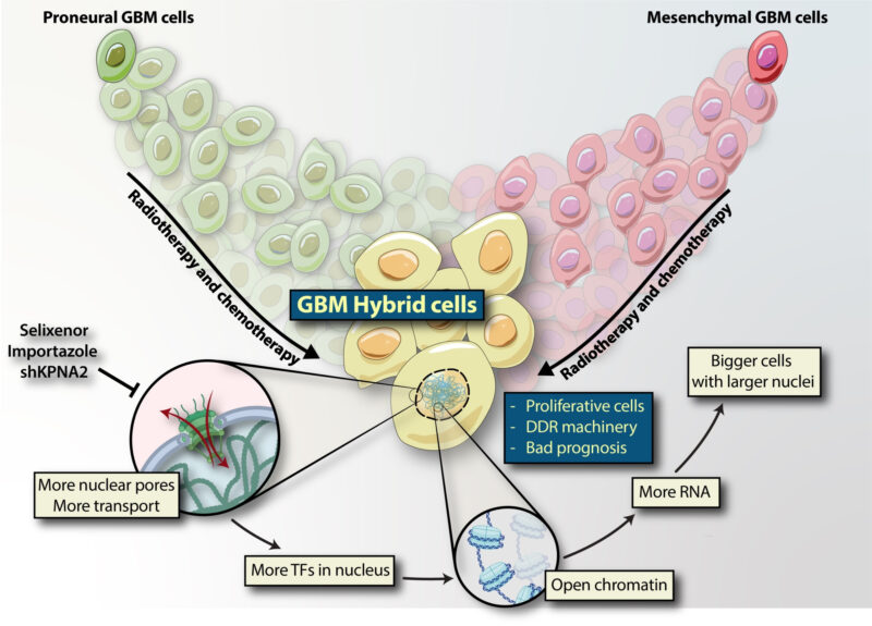 Giorgio Seano: Why Does Glioblastoma Always Outsmart Treatment?