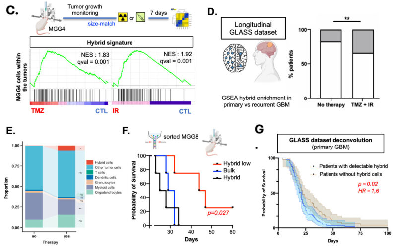 Giorgio Seano: Why Does Glioblastoma Always Outsmart Treatment?