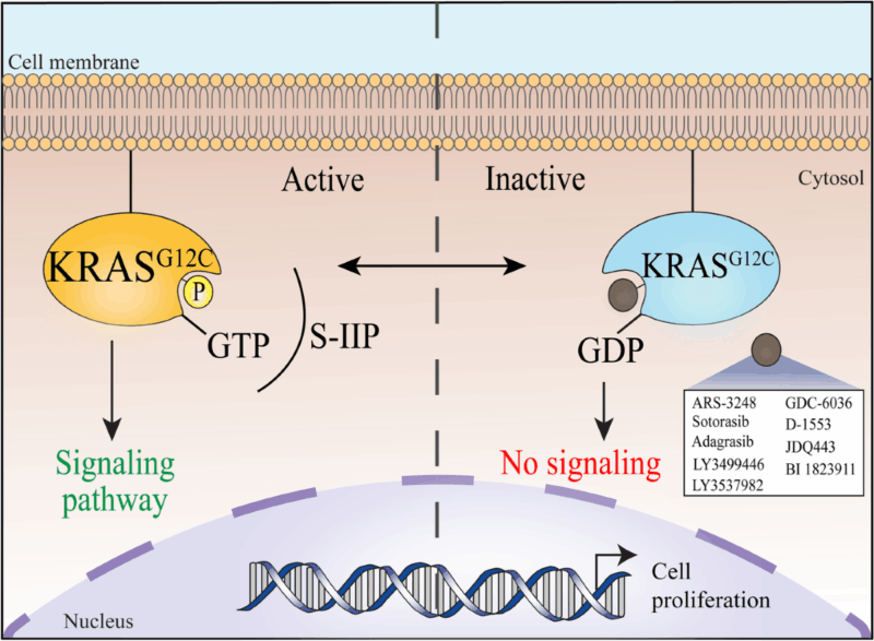 Adagrasib (Krazati) mechanism of action