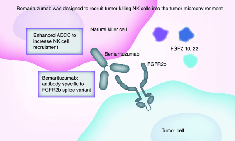 Bemarizutumab anti-FGFR2b on OncoDaily