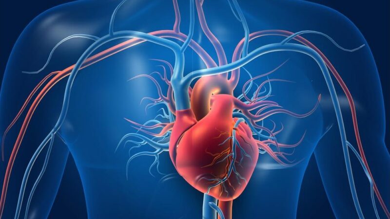 Cardiac Biomarkers Linked to Future Cancer Risk, Even in People without Heart Disease, UCLA Health Study Suggests