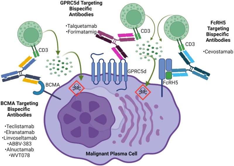 Linvoseltamab mechanism of action