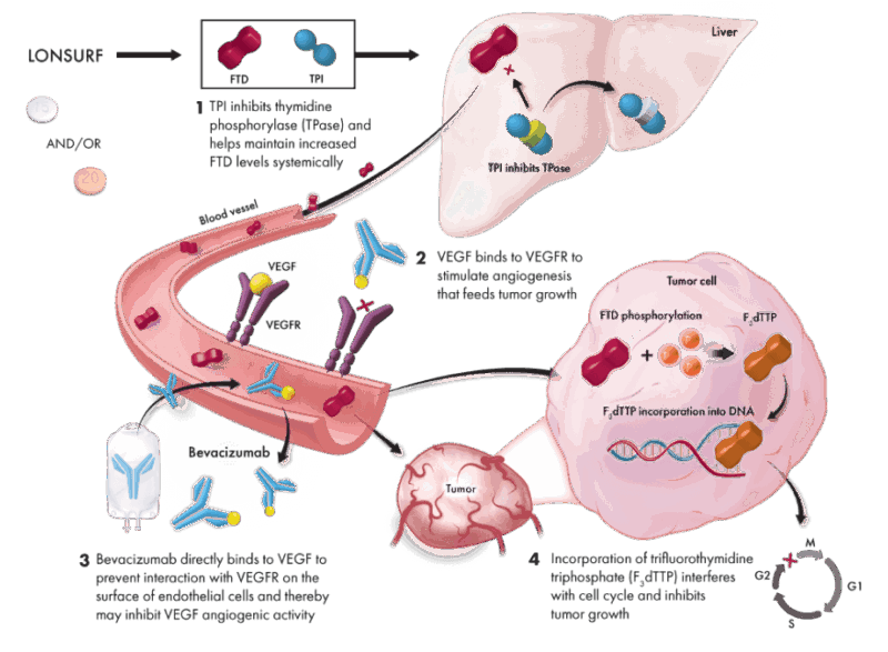 Lonsurf (trifluridine:tipiracil) mechanism of action on OncoDaily