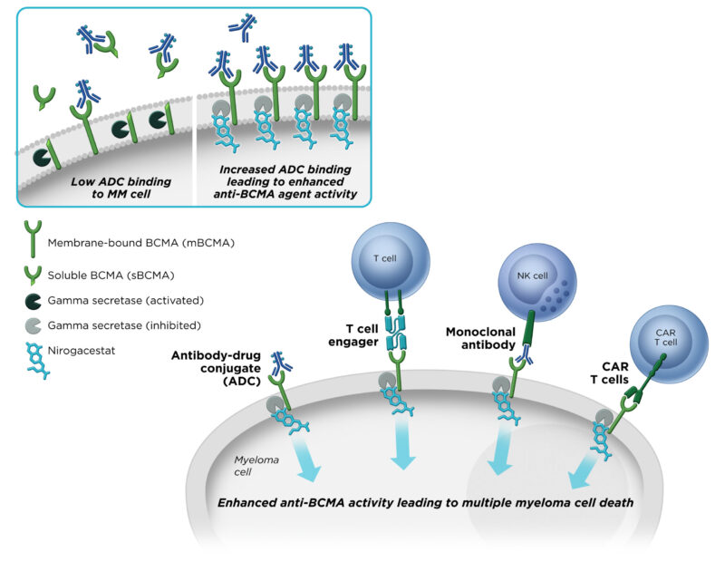 Nirogacestat (Ogsiveo) mechanism of action on OncoDaily
