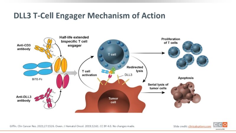 Obrixtamig mechanism of action targeting DLL3