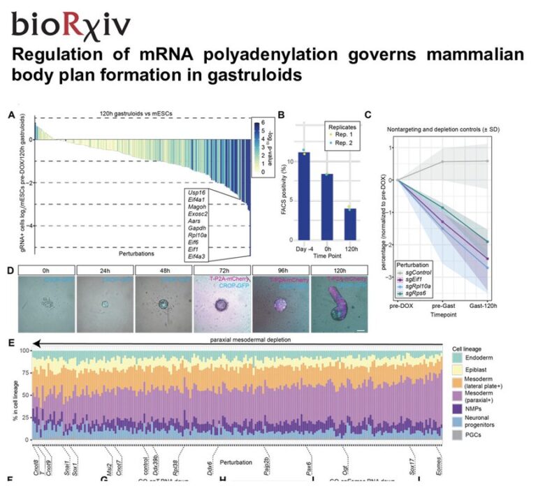 Alfonso Martinez Arias: How to Use Granuloids in Transcriptional Regulation of Gene Expression