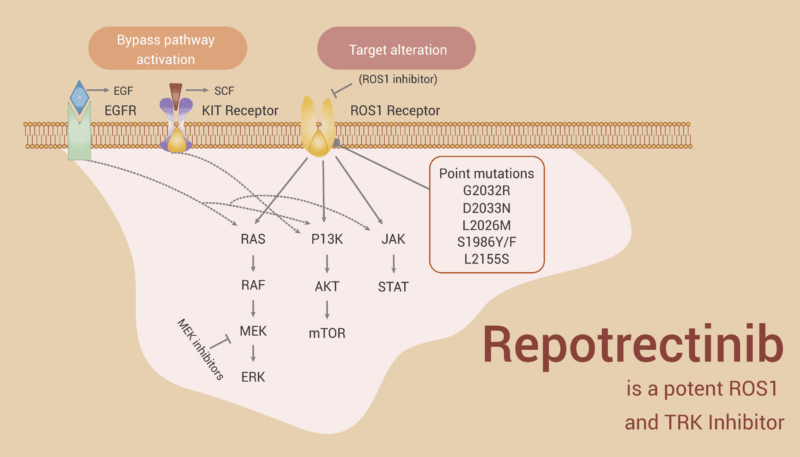 Repotrectinib mechanism of action