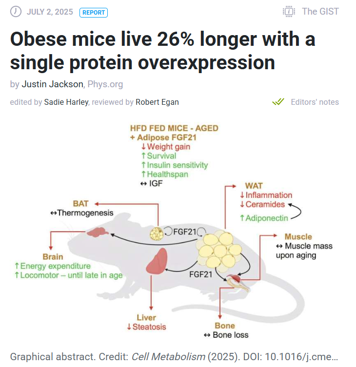 E. Shyam P. Reddy: What Keeps Obese Mice Alive