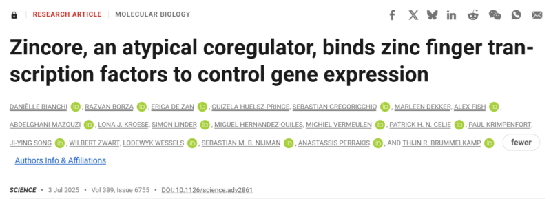 Zincore: A New Protein Duo that Can Turn Genes On and Off - The Netherlands Cancer Institute