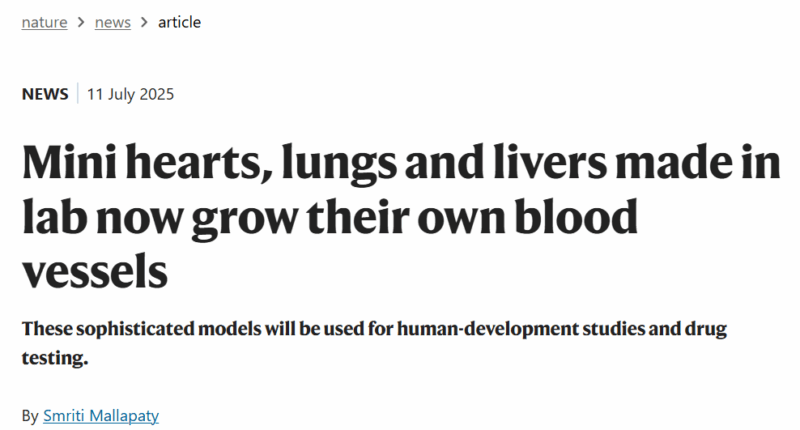 Erwin Loh: Researchers are Making Ever More Sophisticated Mini Organs and Their Own Blood Vessels