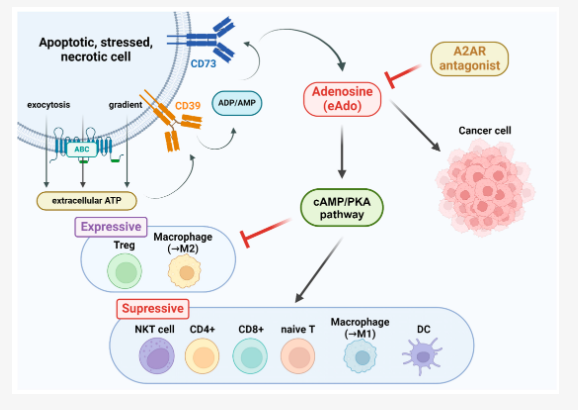 adenosine A2AR