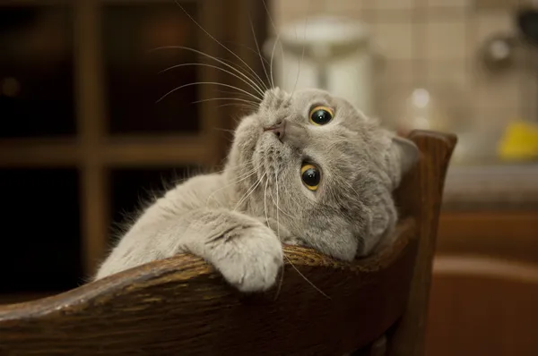 Cancer in Cats: Common Types, Symptoms, Diagnosis, and Treatment 1 Cancer in cats