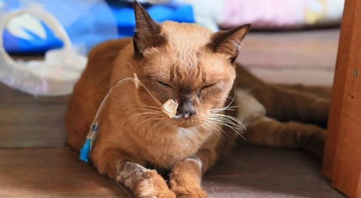 Cancer in Cats: Common Types, Symptoms, Diagnosis, and Treatment 2 cancer in cats