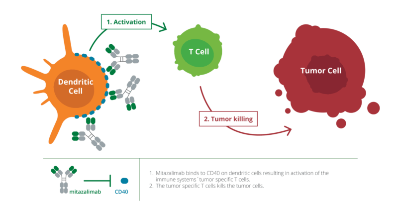 Mitazalimab plus mFOLFIRINOX in Metastatic Pancreatic Cancer: Insights from the OPTIMIZE-1 Study 3 mitazalimab-mechanism of action Oncodaily