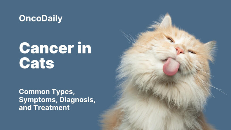 Cancer in Cats: Common Types, Symptoms, Diagnosis, and Treatment