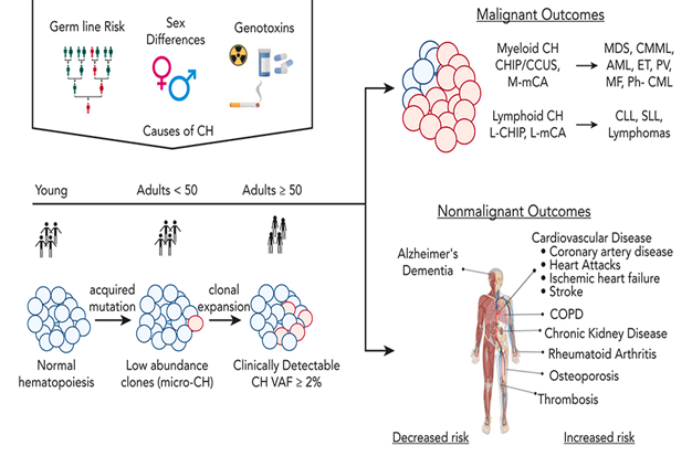 Talha Badar: Brief Thread on Clonal Hematopoiesis
