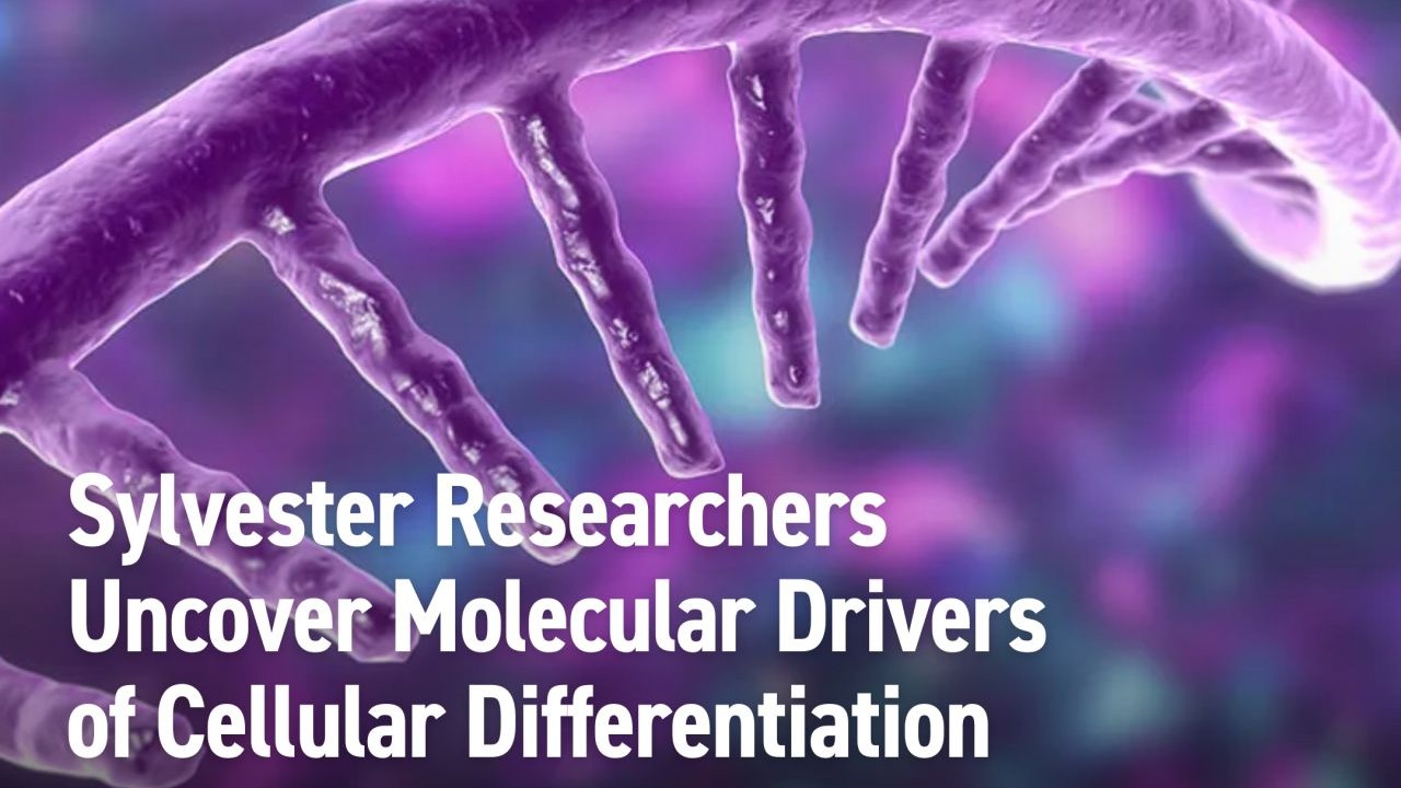 Sylvester Comprehensive Cancer Center Researchers Uncover Molecular Drivers of Cellular Differentiation