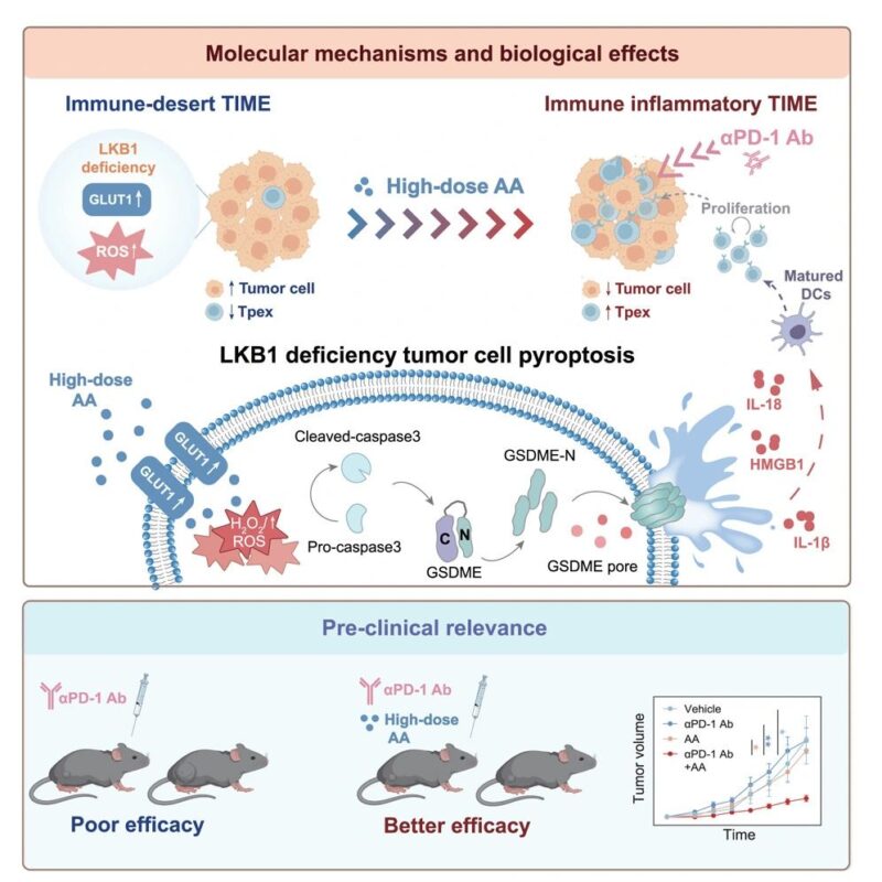 Himanshu Mishra: High-Dose Ascorbic Acid Reverses Immunotherapy Resistance in NSCLC