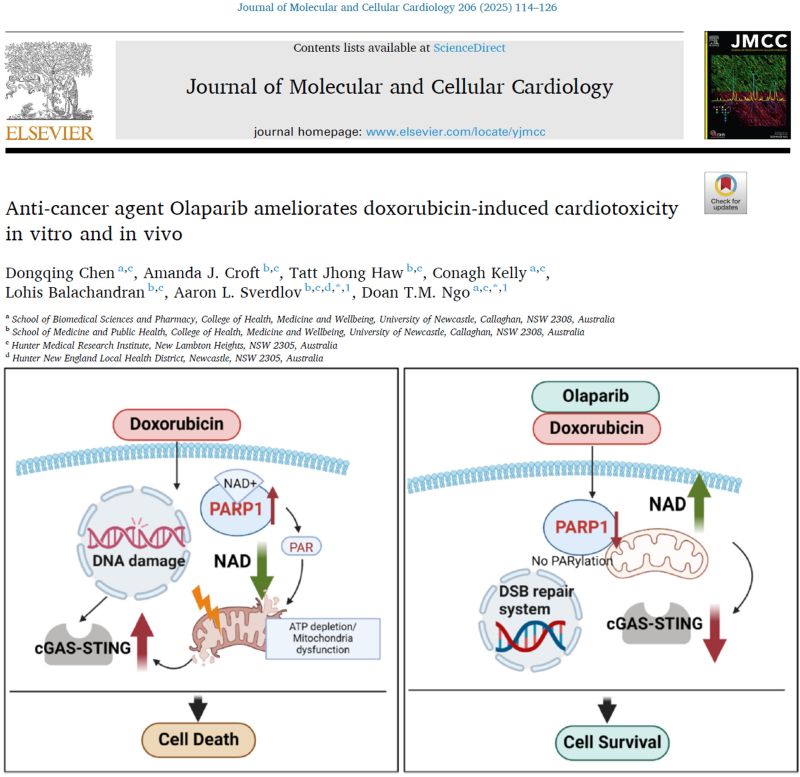 Aaron Sverdlov: Can An Established Anticancer Drug Also Protect the Heart from Chemotherapy-Induced Cardiotoxicity?