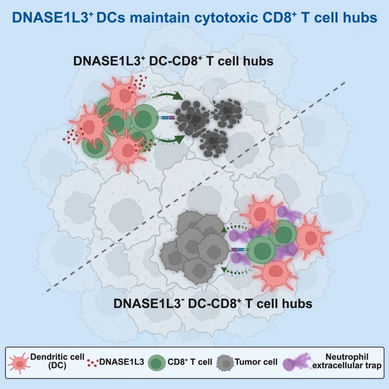 Himanshu Mishra: DNASE1L3-Driven NET Degradation Boosts Immunotherapy Efficacy