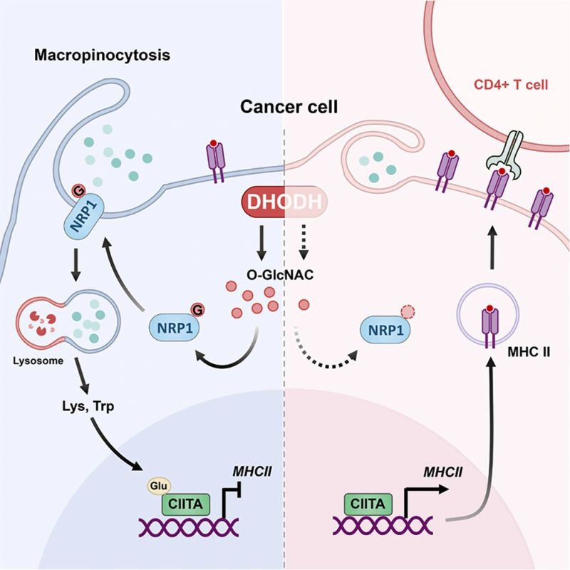Himanshu Mishra: Targeting DHODH to Reverse Immunosuppression and Overcome Anti-PD1 Resistance
