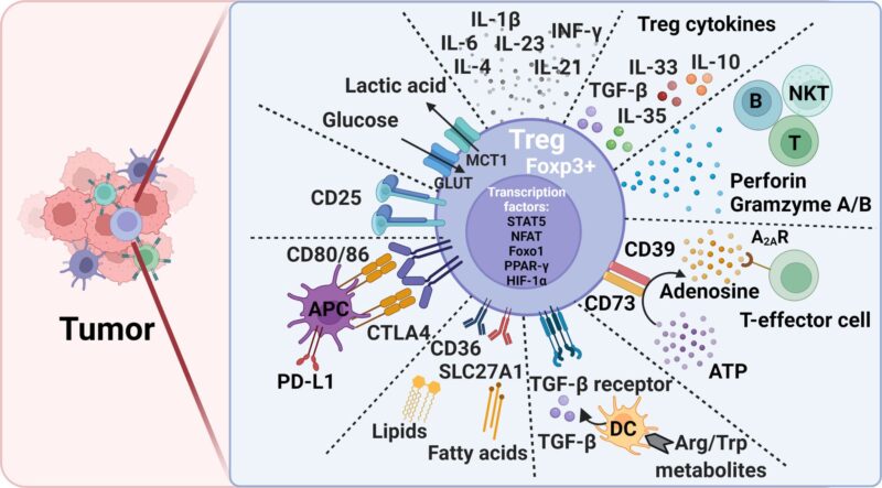 Immuno-Oncology