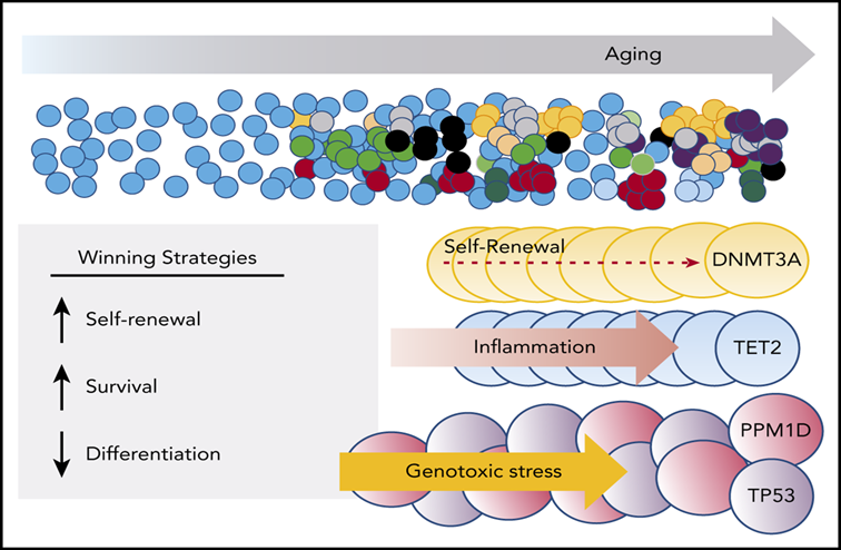 Talha Badar: Brief Thread on Clonal Hematopoiesis