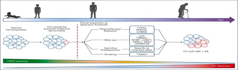 Talha Badar: Brief Thread on Clonal Hematopoiesis