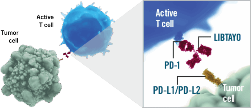 Cemiplimab-rwlc (Libtayo) mechanism of action