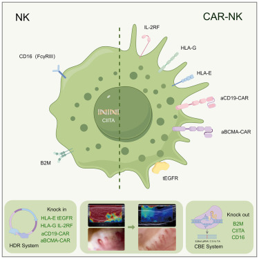 immuno-oncology