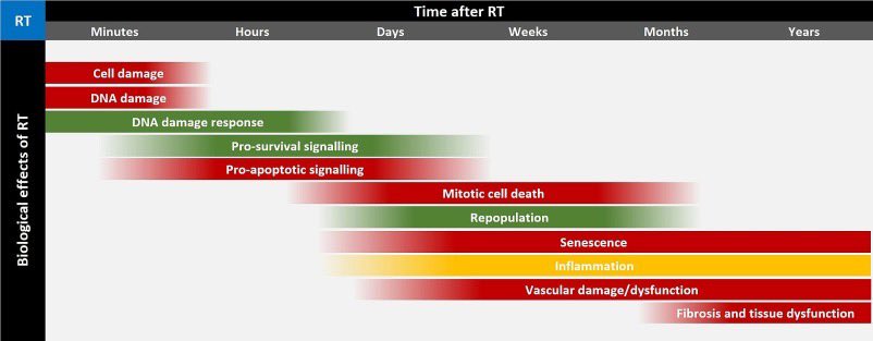 immuno-oncology