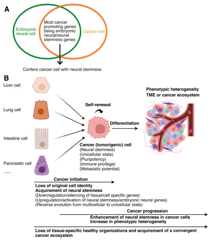 Ying Cao: Cancer Cells and Neural Stemness